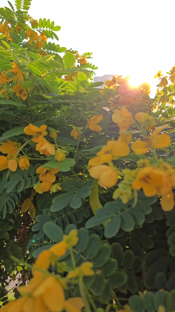 Fiori gialli sbocciano mentre il sole sorge dietro i grattacieli degli Emirati Arabi Uniti in una mattina d'inverno