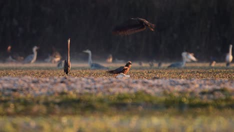 marsh harrier eating egret after hunt