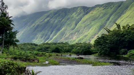 horses walking through a pond in waipio valley on big island