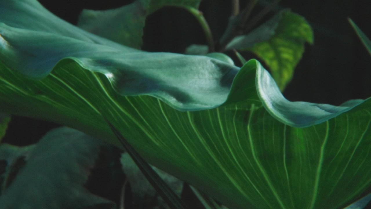 A plant leaf in the garden.