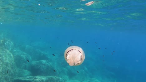 big beautiful jellyfish floating among small fish