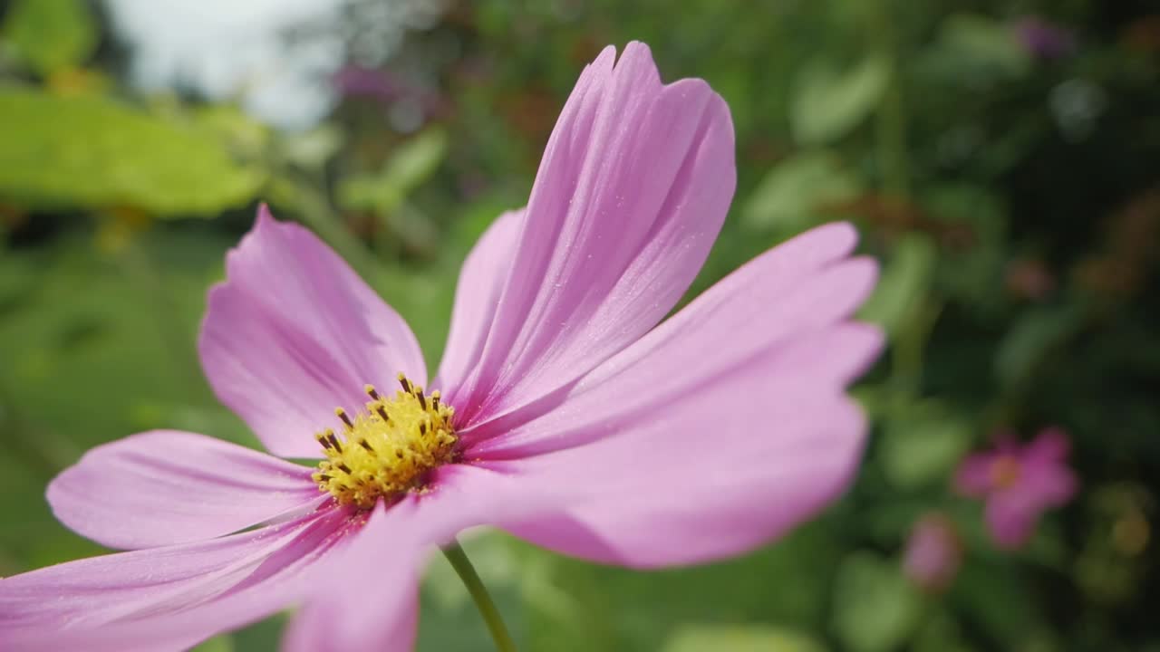 flor con grandes pétalos de rosa sobre fondo verde natural, primer plano, cámara lenta