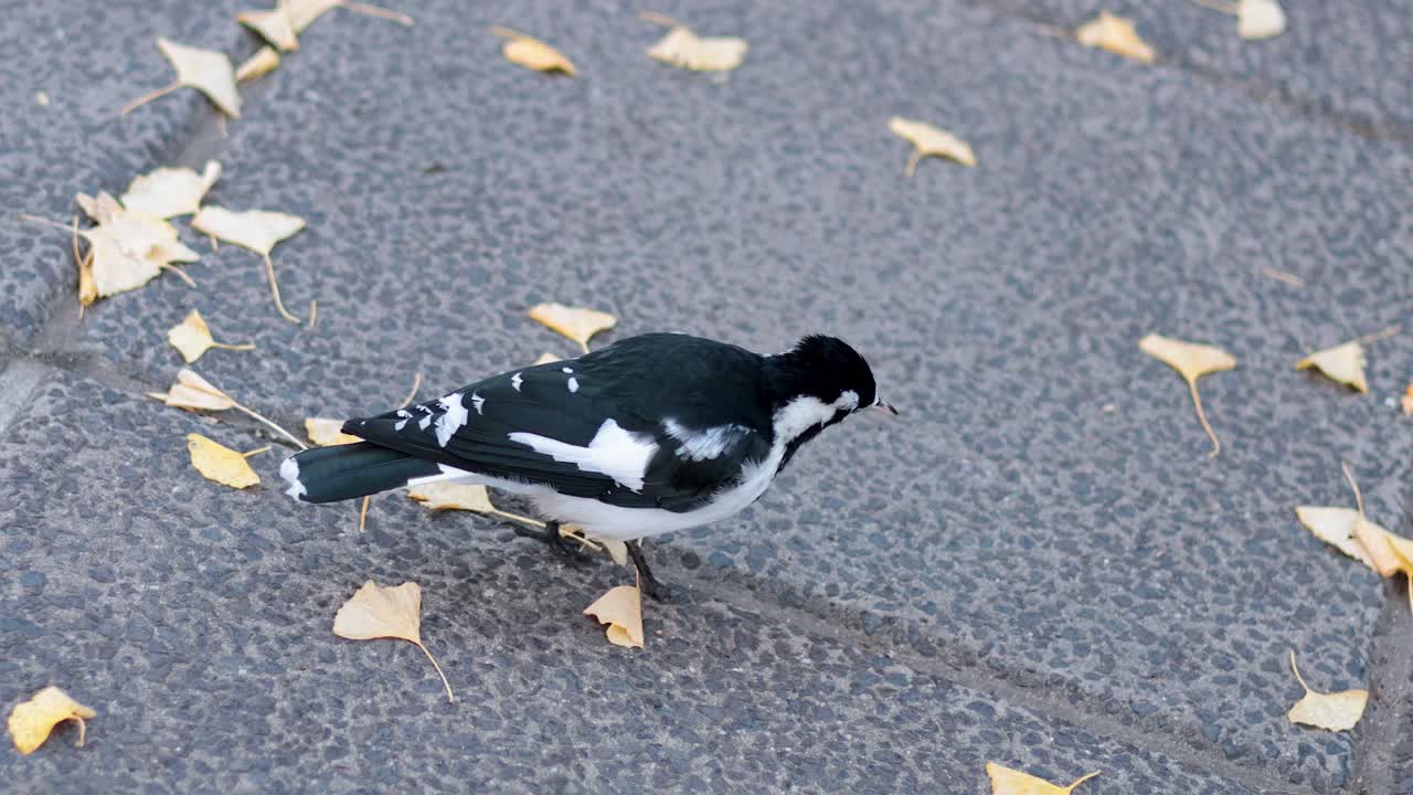 скорпион, идущий по тропинке с листьями.