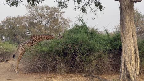 Thornicroft's giraffe (Giraffa camelopardalis thornicrofti) eating leaves during the dry season in South Luangwa National Park in Zambia.