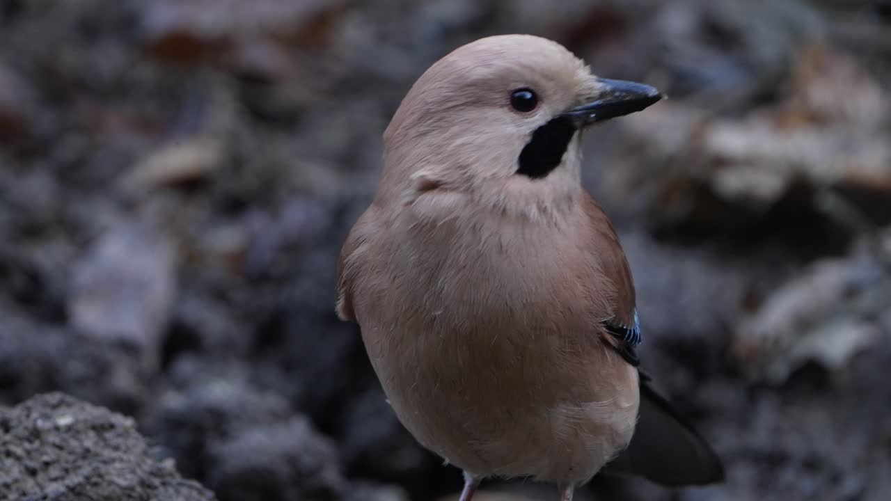 Eurasian Jay bird in nepal