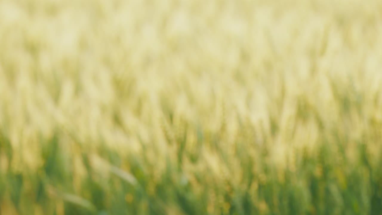 un equipo de agricultores confiados levanta la mano sobre el fondo de un campo de trigo