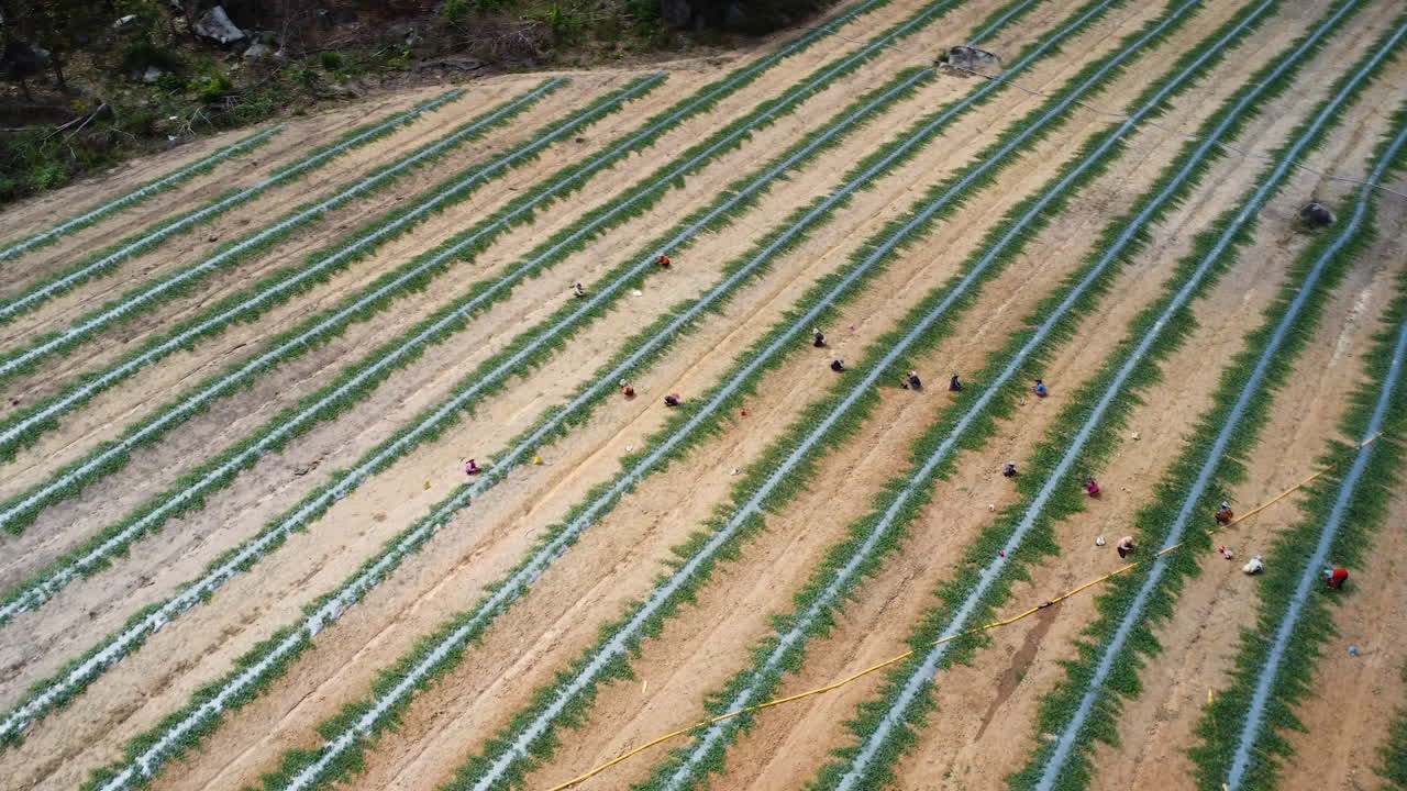 vuelo aéreo hacia atrás de agricultores irreconocibles que trabajan en cultivos en un día soleado