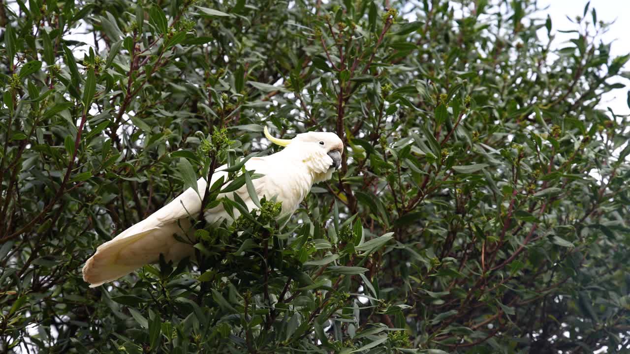 una cacatúa en un árbol
