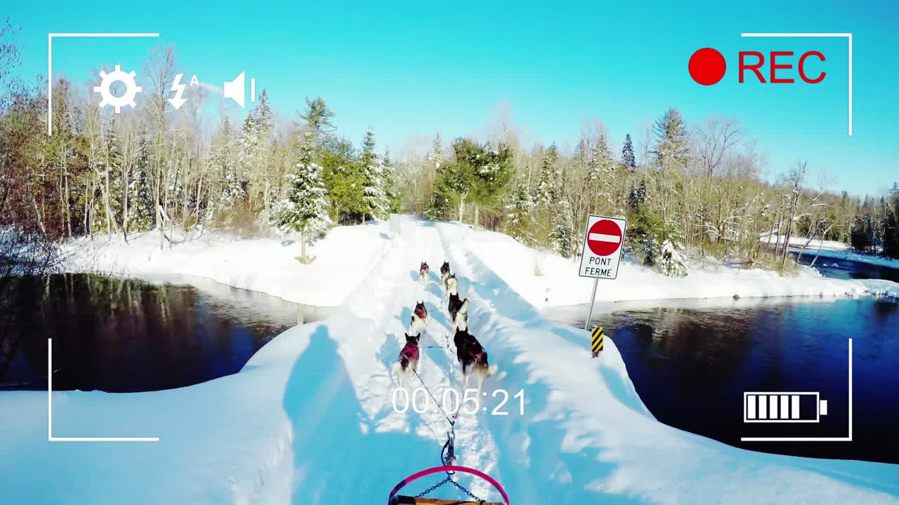 디지털 카메라 로 개 의  ⁇ 매 를 촬영 하는 것