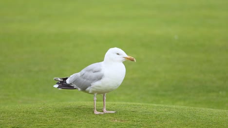 seagull standing on grass in st andrews