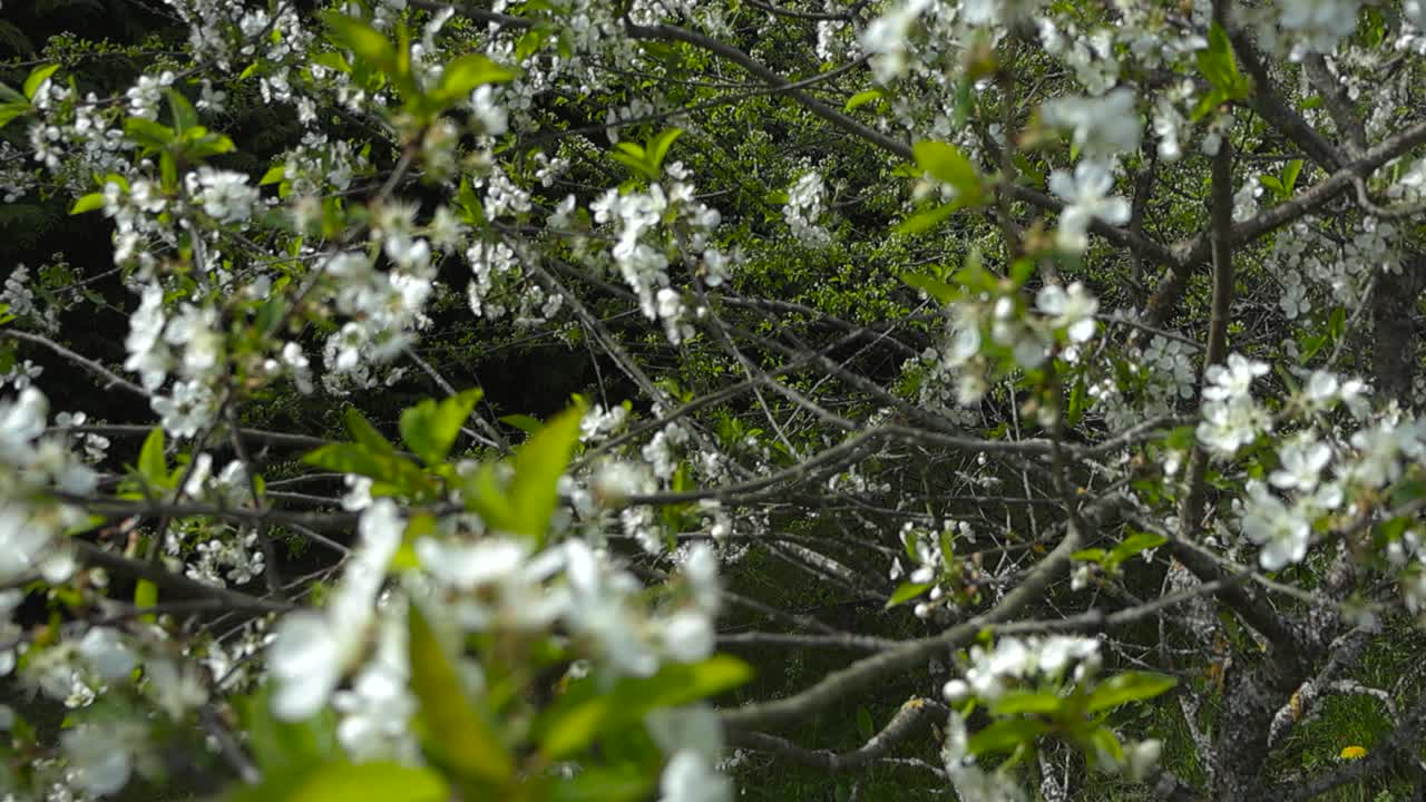 beautiful white and vibrant green colored apple tree blossom petals moving in the wind shot with bokeh so foreground is blurry and petals are in focus during sunny summer day at a gorgeous garden.