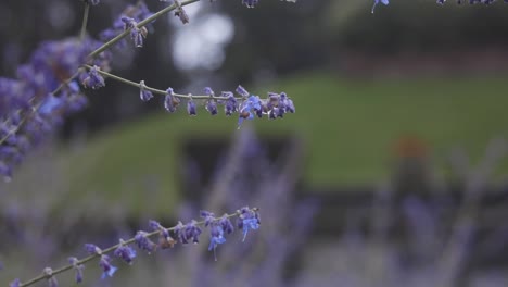 Hermosa-Flor-Sentada-Bajo-La-Lluvia