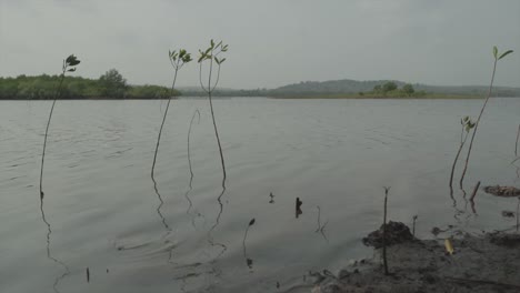 Slow-motion-low-angle-shot-of-the-shore-of-a-lake-with-water-plants-in-it-and-a-view-of-the-woods-in-the-background-in-the-early-morning-in-summer