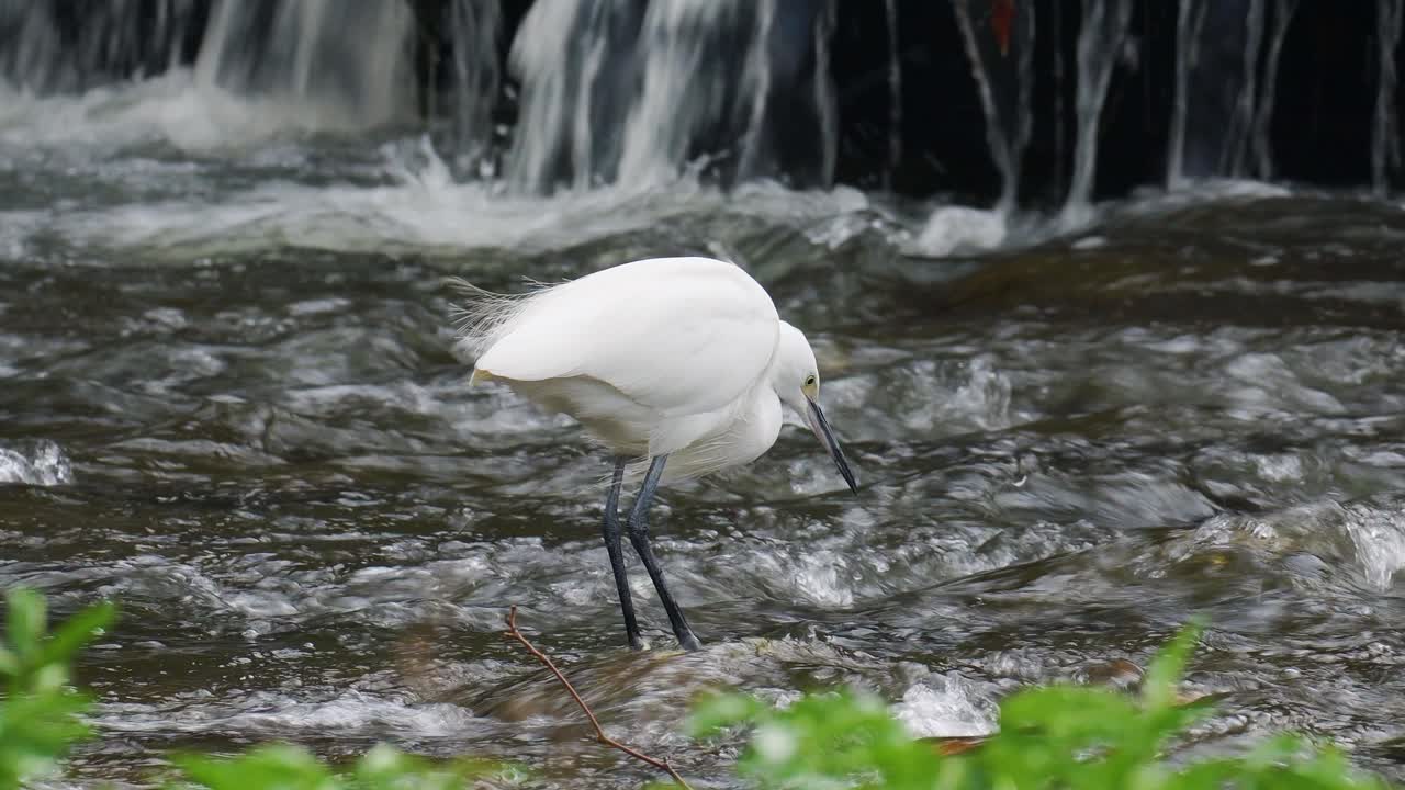 Little egret eating in shallow stream rapids and drinking water with beak