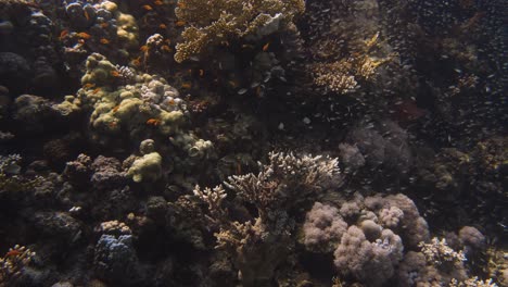 Lot's-of-small-fishes-swimming-in-front-of-a-reef-with-hard-and-soft-coral-in-4k