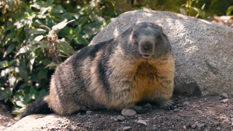 Alpine-marmot,-Marmota-marmota-looking-around,-on-a-sunny-day