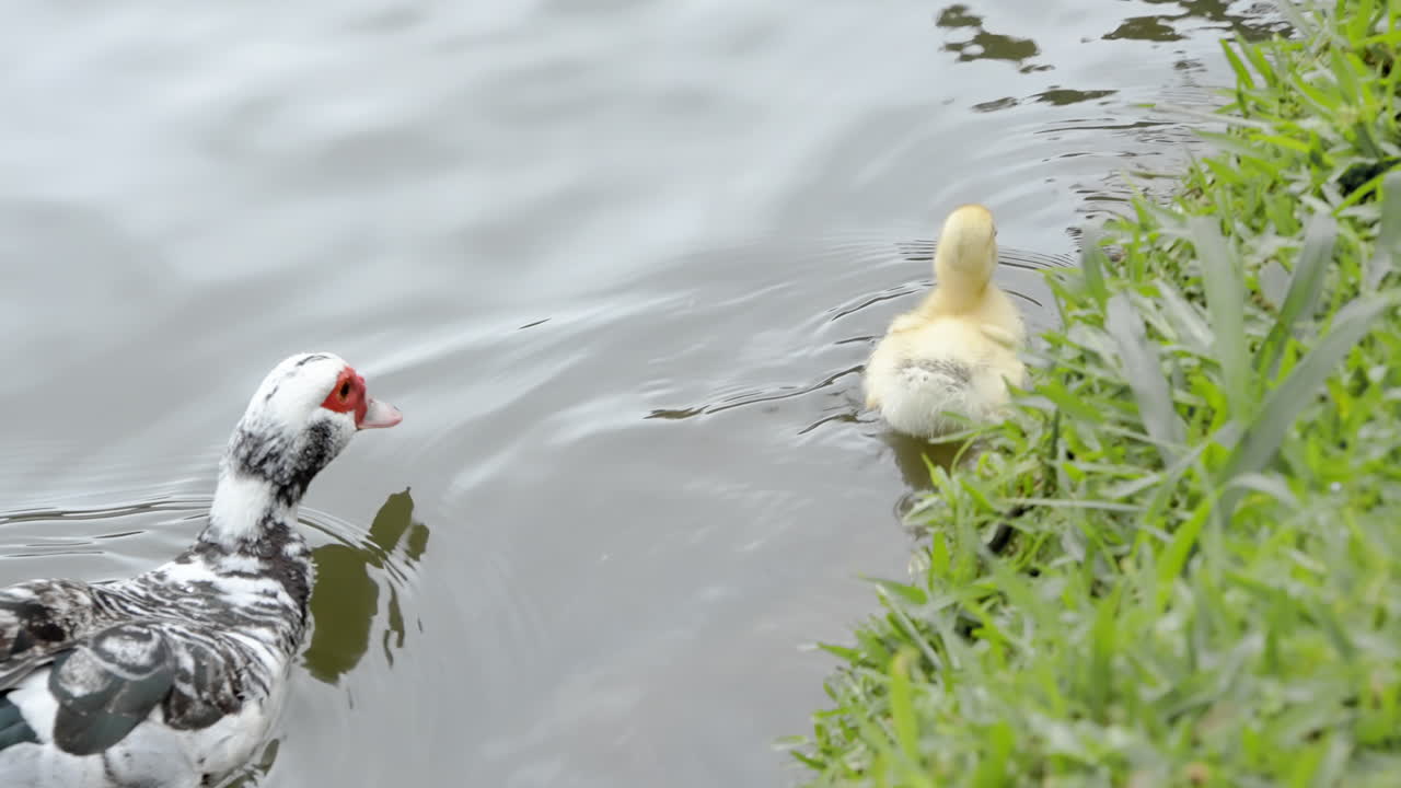 pato mamá y patito amarillo nadando en un lago cerca del borde de hierba