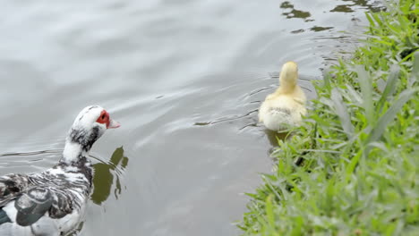 duck mom and yellow duckling swimming on a lake close to the grassy edge