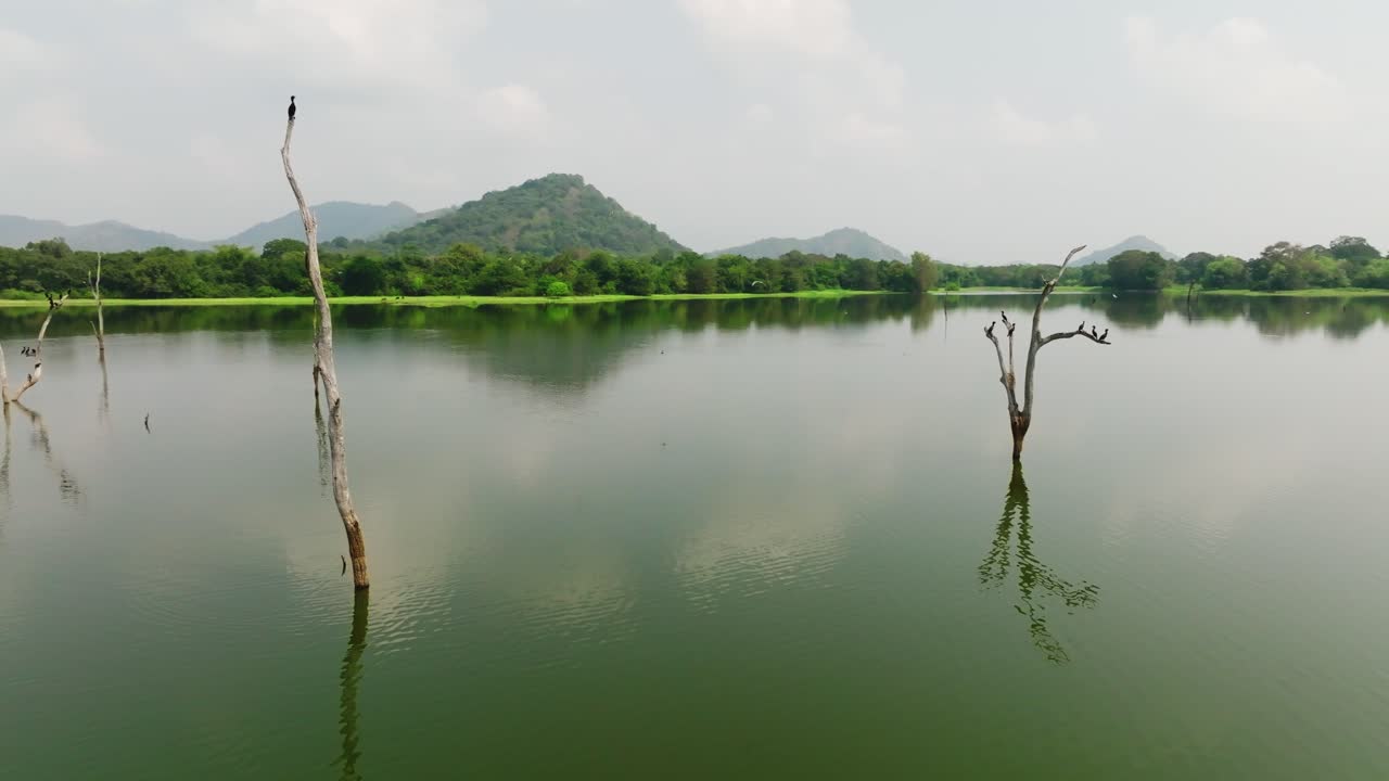 Sri Lanka calm lake with a single tall dead tree in shallow water holding one cormorant, distant green shore and hazy low hills under broken clouds