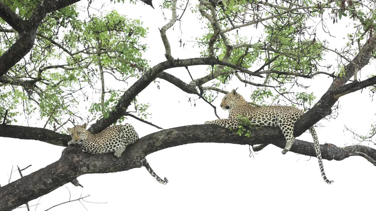 Geniş çekim: Yavrusuyla birlikte ağaçta dinlenen dişi bir leopar, Büyük Kruger