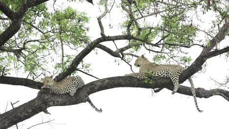 Weitwinkelaufnahme-Einer-Leopardin,-Die-Sich-Mit-Ihrem-Jungen-In-Einem-Baum-Entspannt,-Greater-Krüger