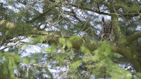 static shot of mysterious northern long-eared owl observing the viewer