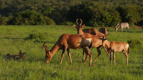 manada de hartebeest rojo pastan en hierba verde, disparo de drones a baja altitud