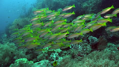 yellow snappers swimming over coral reef with scuba divers in the background