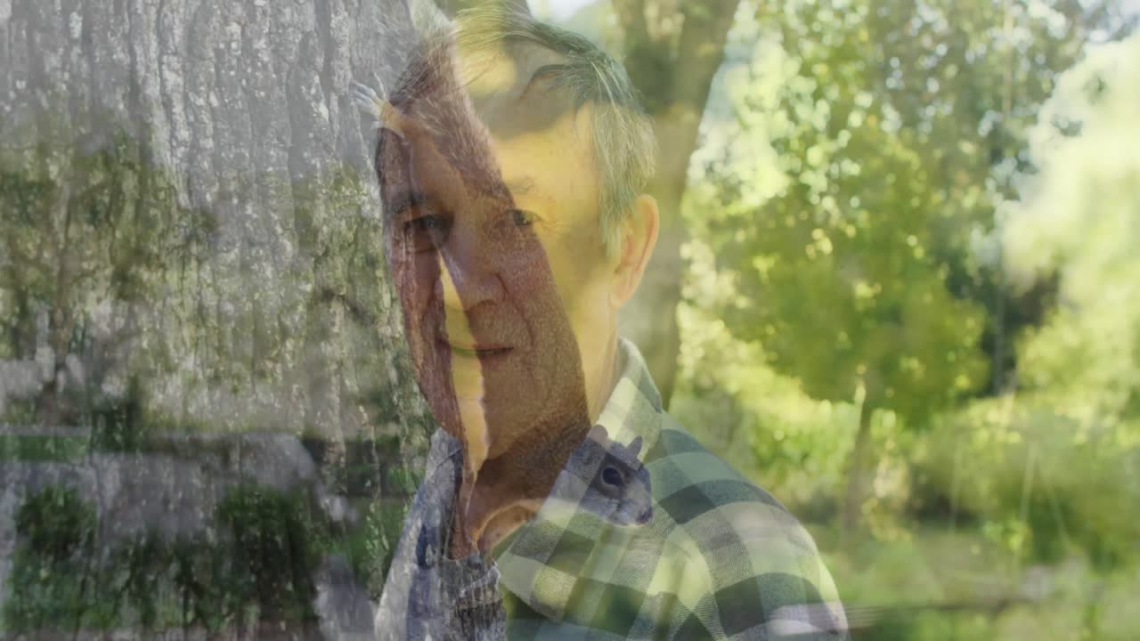 카우카스 고령자 위에 있는 나무에 있는 다람의 애니메이션