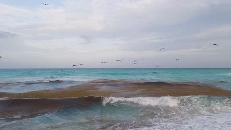 Frigatebirds-fishing-and-flying-over-sea,-4K-aerial-view