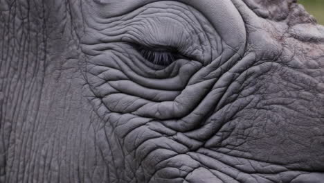 close-up of a rhino's eye and wrinkled skin