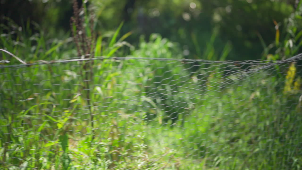 Slow Motion Gimbal Shot Moving Alongside an Overgrown Wired Fence in a Garden on a Sunny Day