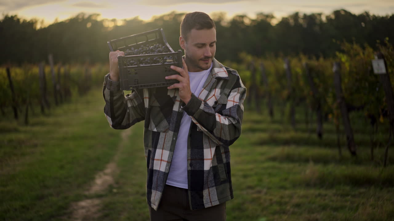Man harvesting grapes in a vineyard