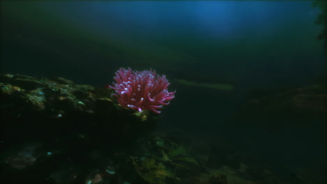 pink sea anemone on a coral reef