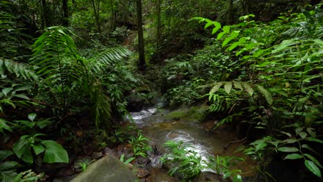 Corriente-Siguiendo-Su-Camino-A-Través-De-La-Selva