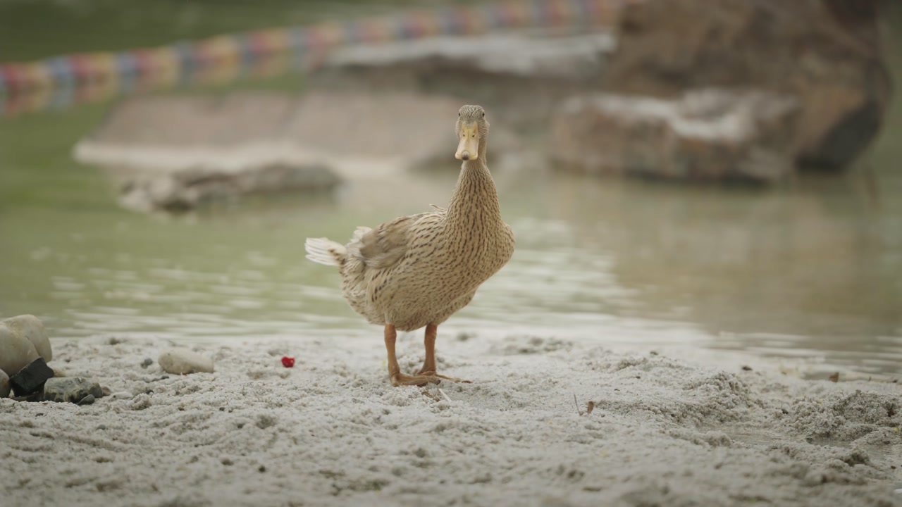 Female Mallard duck standing in the white sand as it self-grooms