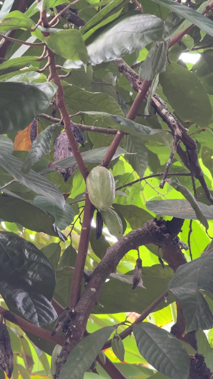 Green Cacao Pod Growing on a Tree in a Tropical Plantation
