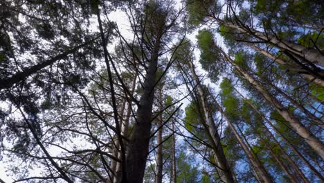 exuberantes pinos verdes disparados hacia el cielo azul con movimiento giratorio