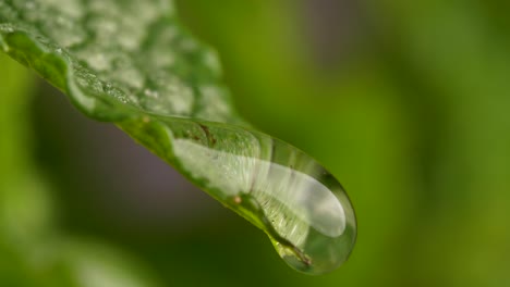 Makroansicht-Des-Wassertropfens,-Der-Vom-Grünen-Blatt-Fällt