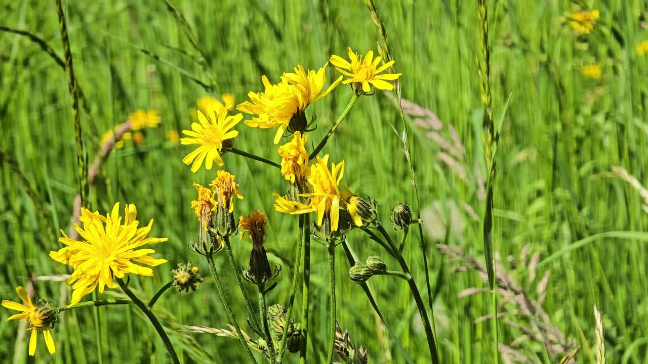 Fiori selvatici gialli in un prato estivo: Primo piano di sparviere in fiore (Hieracium) alla luce del sole.