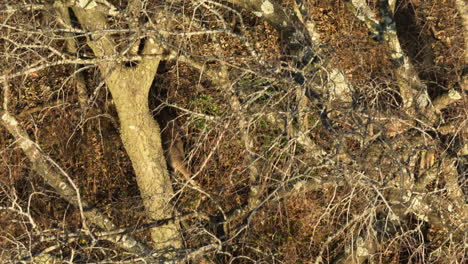 above view of white-tailed deer foraging inside the forest