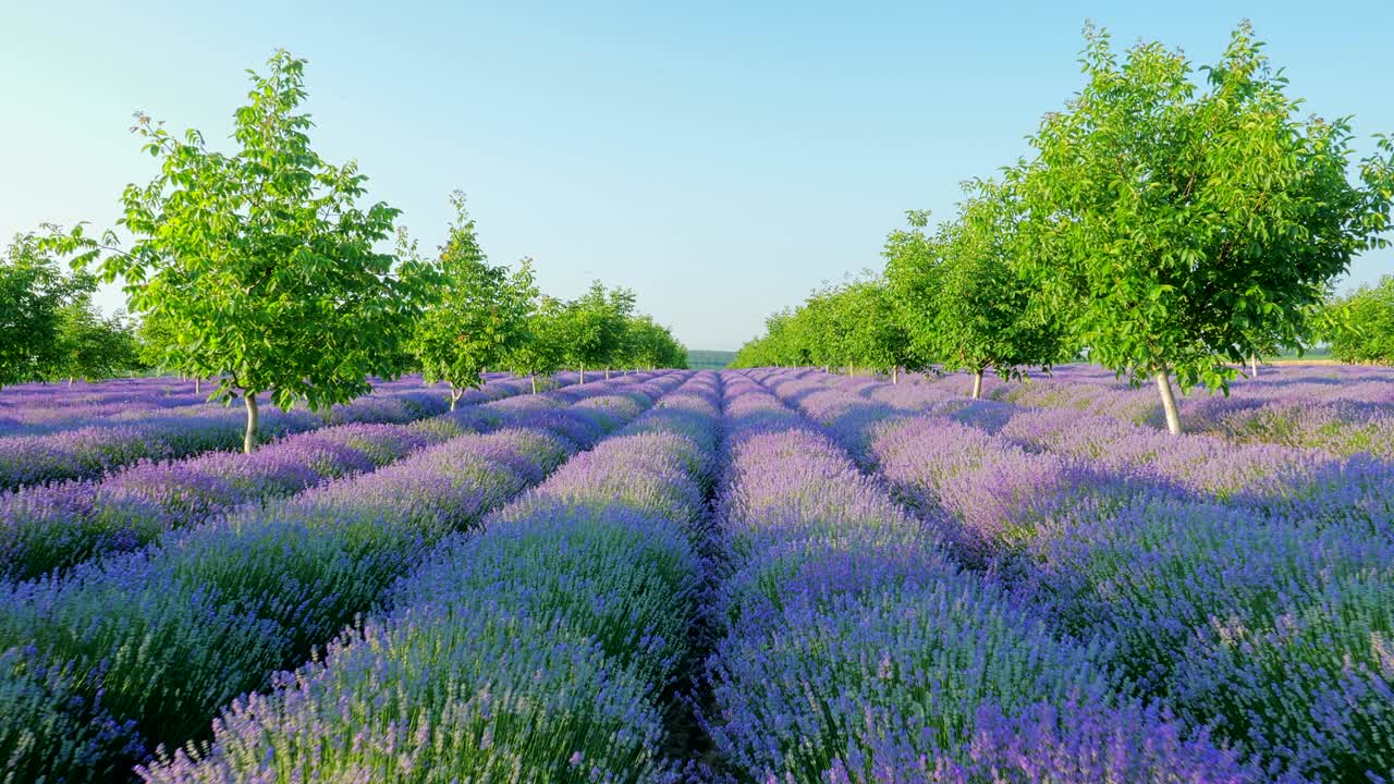 perspectiva personal de la vista de caminar en un campo con plantas de lavanda al amanecer.