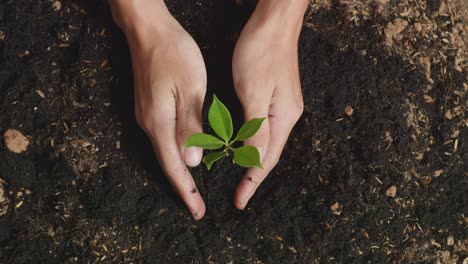 close up of farmer's hands croping black dirt mud with a tree sprout in the garden