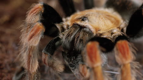 La-Tarántula-Mexicana-De-Rodillas-Rojas-Clava-Los-Colmillos-En-La-Presa-Que-Se-Sostiene-Contra-El-Torso---Primer-Plano-Macro