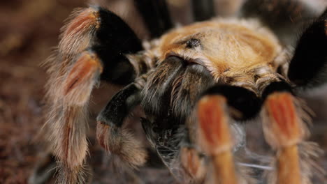 la tarántula mexicana de rodillas rojas clava los colmillos en la presa que se sostiene contra el torso - primer plano macro