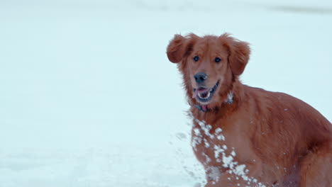 golden retriever esperando correr en un parque cubierto de nieve