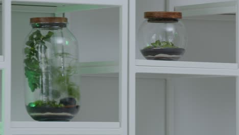 botanical workshop with the tiny self-sufficient ecosystem in the glass terrarium panorama