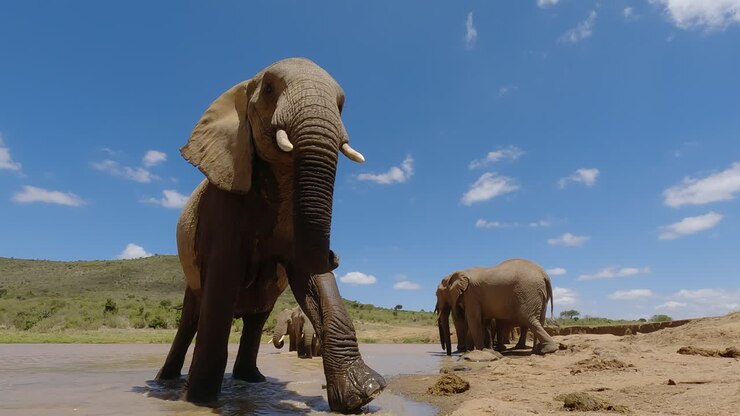 Manada de elefantes-da-savana africanos a sair de um bebedouro.