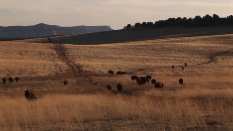 Mittlerer-Schuss-Von-Büffeln,-Die-über-Eine-Grasbewachsene-Ebene-Wandern