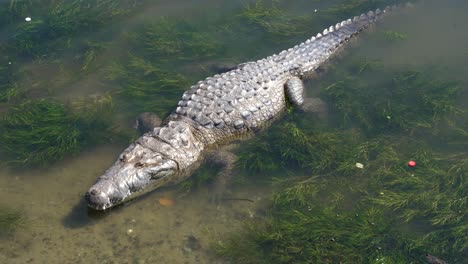 a crocodile standing in a water not deep waiting to eat, veracruz, tampico